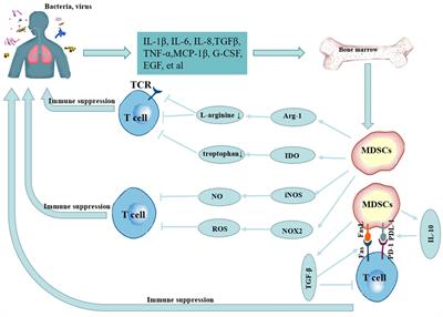 Advances in the study of myeloid-derived suppressor cells in infectious lung diseases